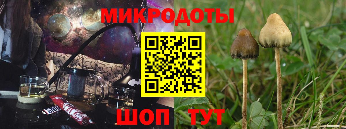 Псилоцибиновые грибы Psilocybe Кимры